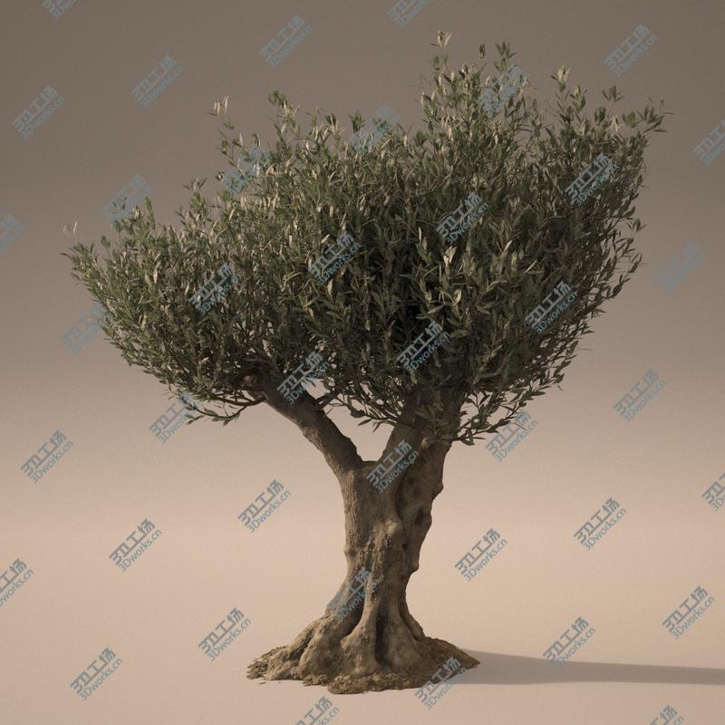 images/goods_img/20210313/3D Animated Photorealistic Olive Trees model/5.jpg